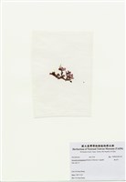 藏品(海木耳)的圖片